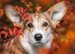 Welsh corgi pembroke pod gałązkami z jesiennymi liśćmi