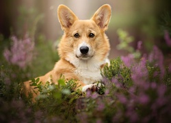 Welsh corgi pembroke pośród roślin