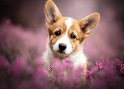 Welsh corgi pembroke pośród wrzosów