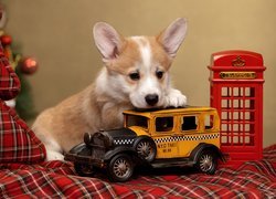 Welsh corgi pembroke przy samochodziku