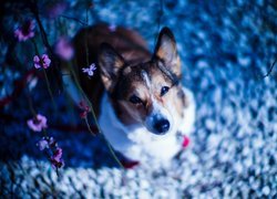 Pies, Welsh corgi pembroke, Kwiatki