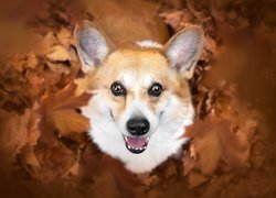 Welsh corgi pembroke w liściach