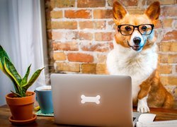 Pies, Welsh corgi pembroke, Okulary, Laptop, Śmieszne