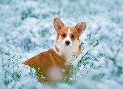 Welsh corgi pembroke w ośnieżonej trawie