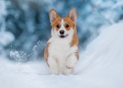 Welsh corgi pembroke w śniegu