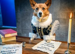 Welsh corgi pembroke w stylowym ubranku i gęsim piórem