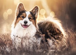 Welsh corgi pembroke w suchej trawie