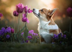 Welsh corgi pembroke w tulipanach i bratkach