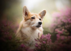 Welsh corgi pembroke we wrzosach