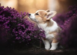 Welsh corgi pembroke we wrzoścach