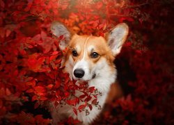 Welsh corgi pembroke wśród czerwonych liści krzewu