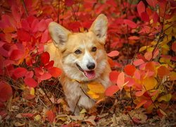 Welsh corgi pembroke wśród czerwonych liści