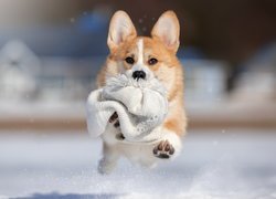 Welsh corgi pembroke z czapką w pysku