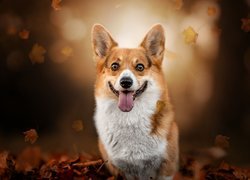 Welsh corgi pembroke z jęzorem na wierzchu