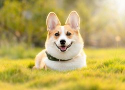 Welsh corgi pembroke z obrożą