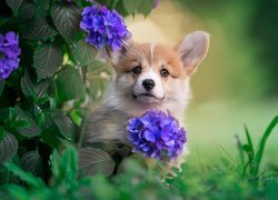 Welsh corgi pembroke za kwiatami hortensji