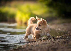 Pies, Welsh corgi pembroke, Woda