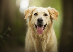 Pies, Golden retriever, Mordka, Język