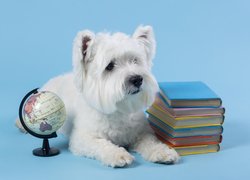 Pies, Biały, West highland white terrier, Globus, Książki, Niebieskie, Tło