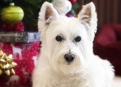 Pies, West highland white terrier, Mordka, Ozdoby, Świąteczne