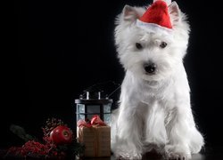 West Highland white terrier w czapeczce na ciemnym tle