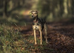 Whippet na leśnej drodze