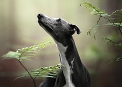 Whippet pośród paproci