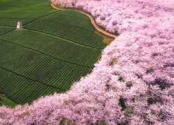 Wiatrak na plantacji herbaty otoczonej kwitnącymi drzewami