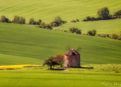 Pola uprawne, Wzgórza, Wiatrak, Drzewa, Gmina Kunkovice, Kraj południowomorawski, Czechy