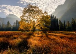 Góry, Drzewo, Wiąz, Drzewa, Las, Trawa, Jesień, Promienie słońca, Dolina, Park Narodowy Yosemite, Kalifornia, Stany Zjednoczone