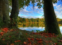 Drzewa, Liście, Jesień, Jezioro, Altanka