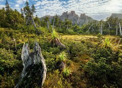 Góry Ducane Range, Drzewa, Rośliny, Góra Mount Geryon, Tasmania, Australia