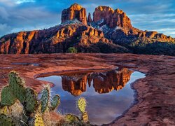 Czerwone, Skały, Góra, Kałuża, Kaktusy, Cathedral Rock, Sedona, Arizona, Stany Zjednoczone