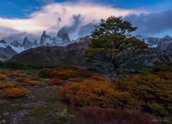 Góry, Drzewo, Pożółkłe, Rośliny, Park Narodowy Los Glaciares, Patagonia, Argentyna