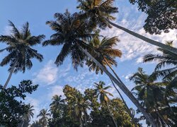 Widok na czubki palm na tle nieba