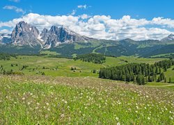 Łąka, Drzewa, Lato, Domy, Dolina Val Gardena, Płaskowyż Seiser Alm, Góry Sassolungo, Dolomity, Włochy