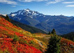 Góry, Góra, Mount Shuksan, Drzewa, Łąka, Kolorowe, Rośliny, Park Narodowy Północnych Gór Kaskadowych, Stan Waszyngton, Stany Zjednoczone