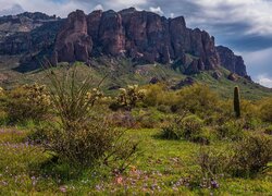 Góry, Superstition Mountains, Łąka, Krzewy, Kwiaty, Arizona, Stany Zjednoczone