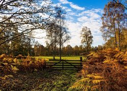 Widok na jesienne drzewa i ogrodzenie na łące