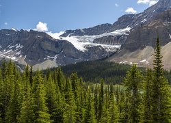 Park Narodowy Banff, Góry, Skały, Śnieg, Drzewa, Lasy, Lodowiec Crowfoot Glacier, Alberta, Kanada