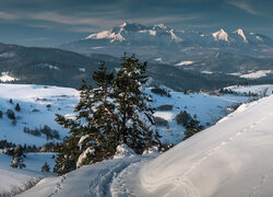 Zima, Śnieg, Drzewa, Pieniny, Góry, Tatry, Polska