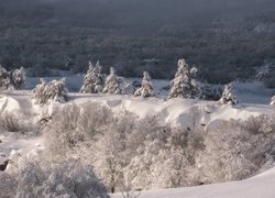 Widok na ośniezone drzewa ze szczytu Aj-Petri w górach Krymskich