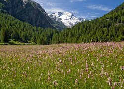 Włochy, Góry Alpy, Lasy, Drzewa, Park Narodowy Gran Paradiso, Łąka, Kwiaty