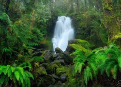 Widok na paprocie i wodospad w zielonym lesie