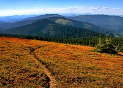 Łąka, Ścieżka, Góry, Szczyt, Pilsko, Las, Beskid Żywiecki, Polska