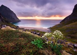 Plaża Kvalvika, Wyspa Moskenesoya, Norwegia, Wybrzeże, Skały, Zachmurzone, Niebo, Roślina, Dzięgiel leśny