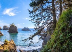 Morze, Wysepki, Skały, Drzewa, Wybrzeże Park stanowy, Samuel H Boardman State Scenic Corridor, Brookings, Oregon, Stany Zjednoczone