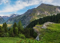 Szwajcaria, Góry Alpy, Przełęcz Maloja, Drzewa