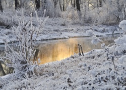 Widok na rzekę płynącą przez zimowy las