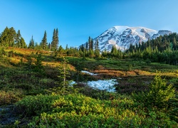 Stany Zjednoczone, Stan Waszyngton, Park Narodowy Mount Rainier, Stratowulkan Mount Rainier, Góry, Drzewa, Polana, Łąka, Śnieg